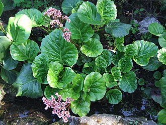 Bergenia cordifolia