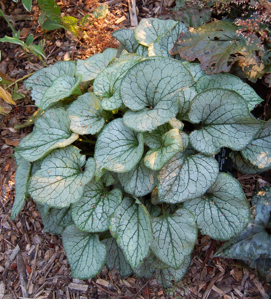 Brunnera macrophylla 'Jack Frost'