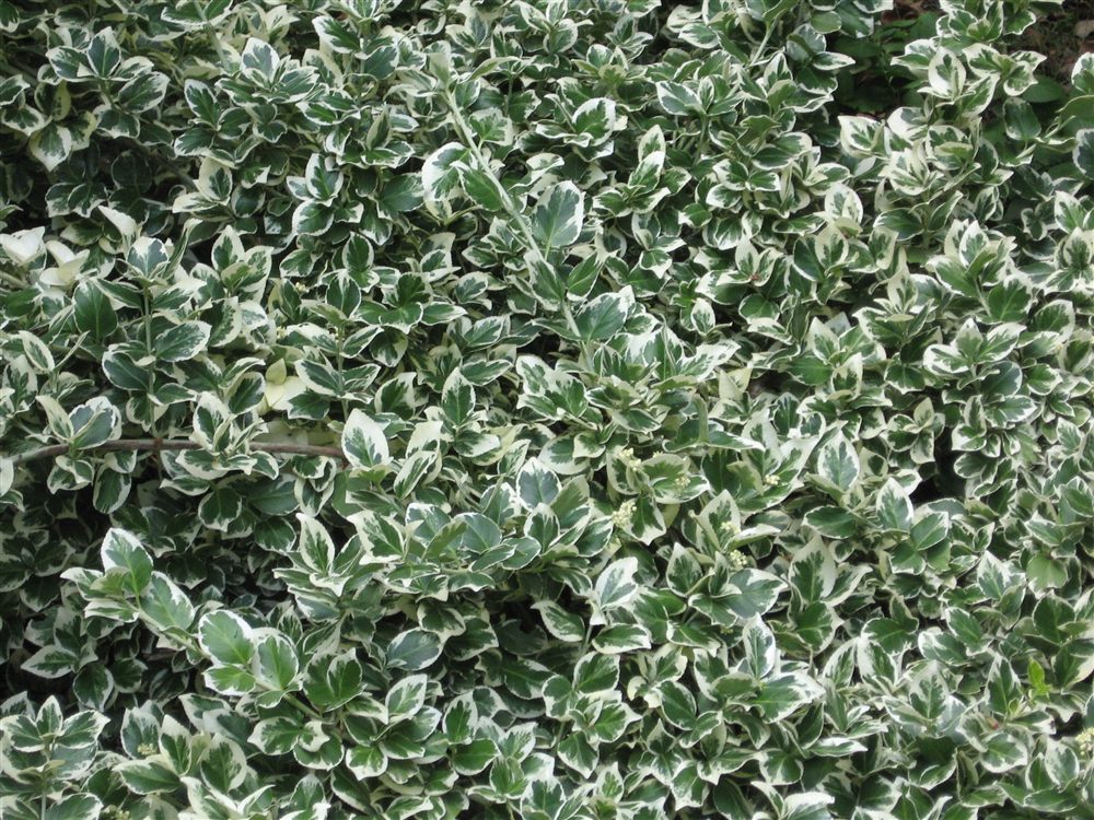 Euonymus fortunei 'Emerald Gaiety'