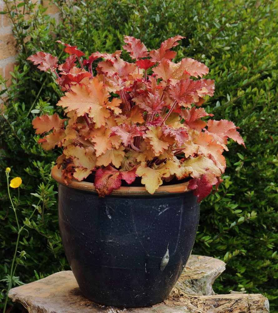 Heuchera 'Marmalade'