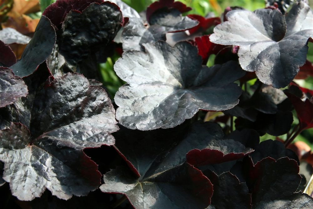 Heuchera 'Obsidian'