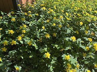 Hypericum calycinum