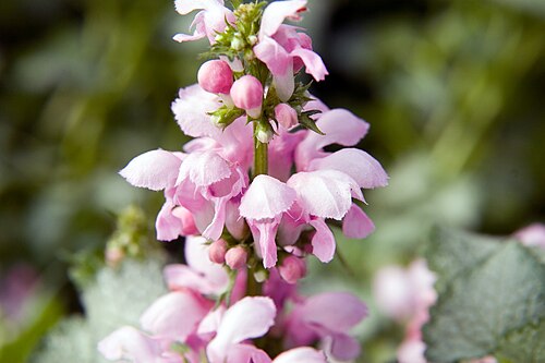 Lamium maculatum 'White Nancy'