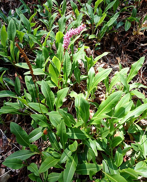 Persicaria affinis 'Superba'