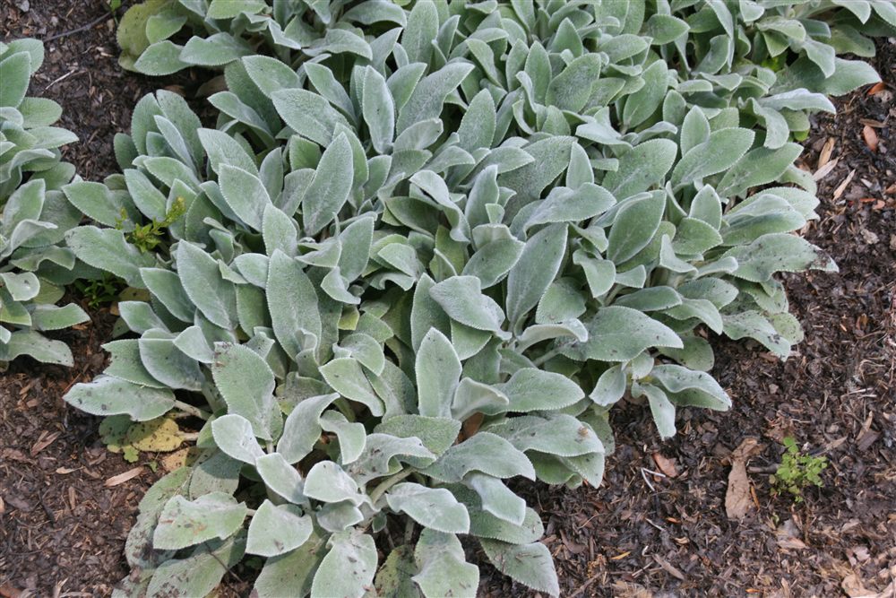 Stachys (Betonica) byzantina 'Silver Carpet'