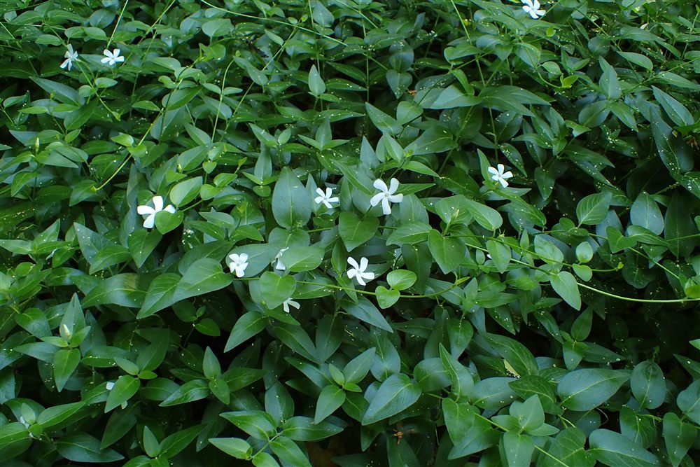 Vinca minor 'Alba'