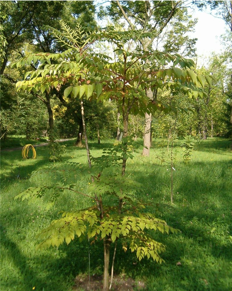 Aralia elata
