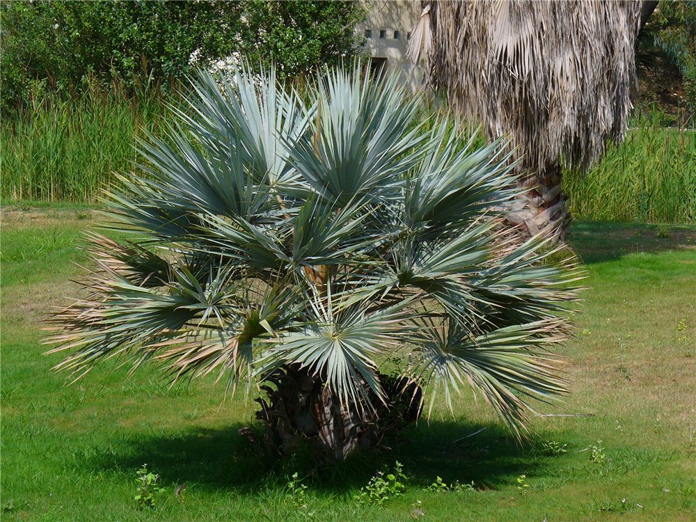 Brahea armata