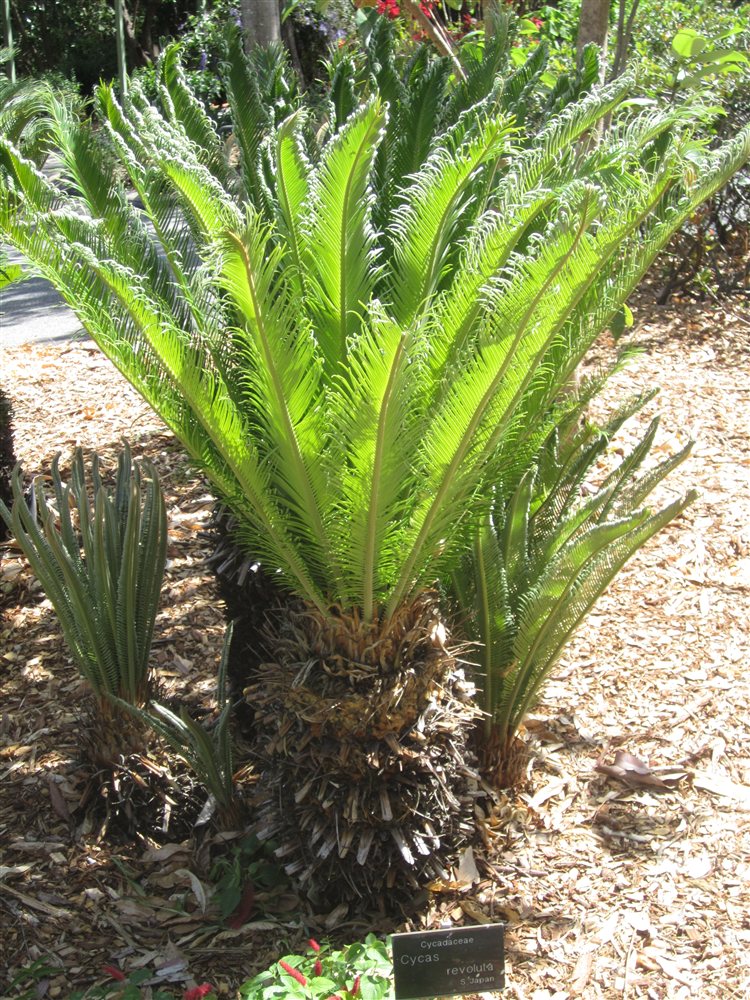 Cycas revoluta