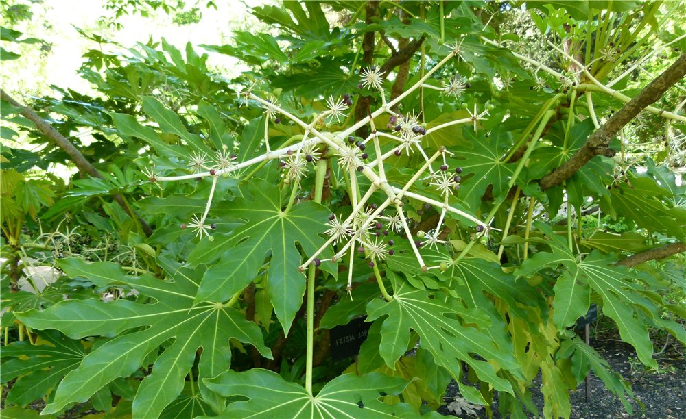 Fatsia japonica