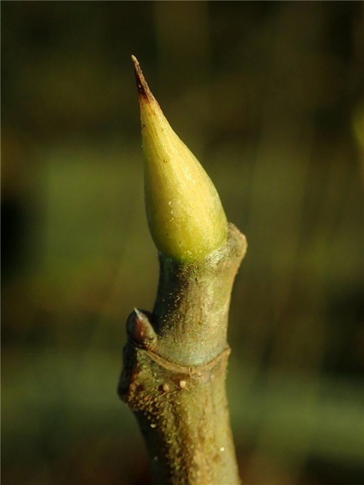 Ficus carica 'Brown Turkey'