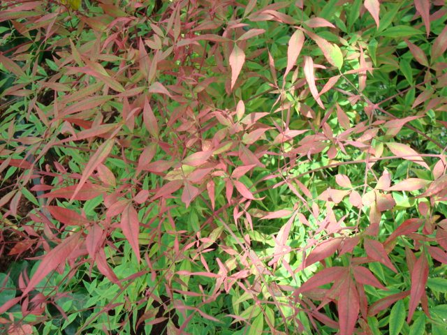 Nandina domestica 'Obsessed'