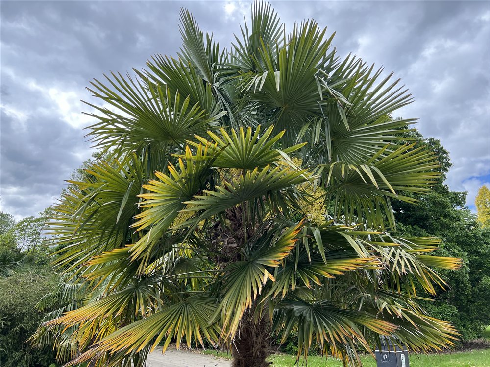 Trachycarpus fortunei