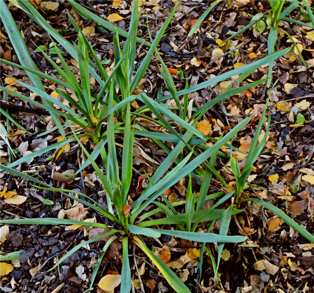 Yucca filamentosa