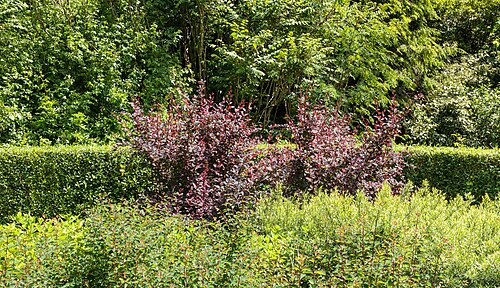 Berberis thunbergii 'Atropurpurea'