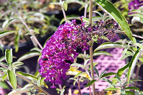 Buddleja davidii 'Royal Red'