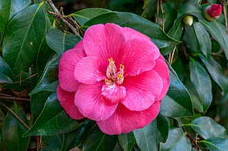 Camellia japonica 'Powder Puff'