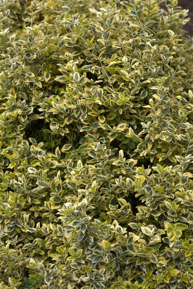 Euonymus fortunei 'Emerald 'n' Gold'