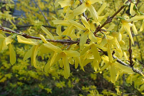 Forsythia intermedia 'Spectabilis'