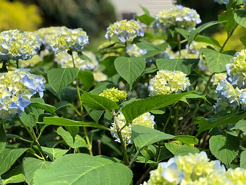 Hydrangea macrophylla 'Nikko Blue'