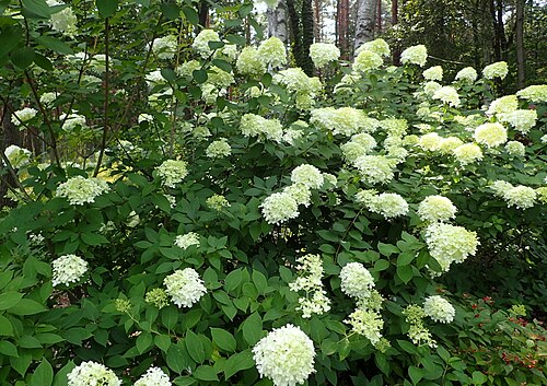 Hydrangea paniculata 'Limelight'