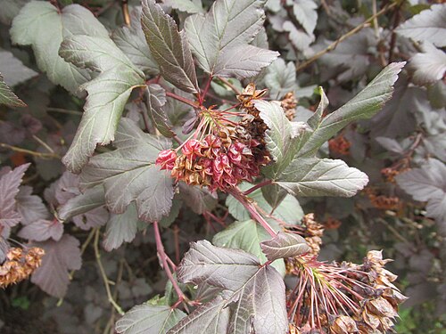 Physocarpus opulifolius 'Diabolo'