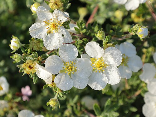 Potentilla fruticosa 'Abbotswood'