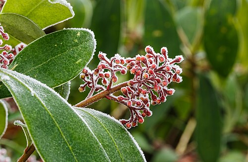 Skimmia japonica 'Rubella'