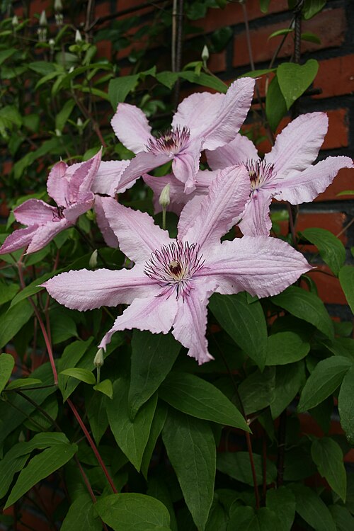 Clematis 'Hagley Hybrid'