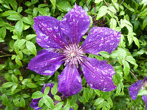 Clematis 'Jackmanii'