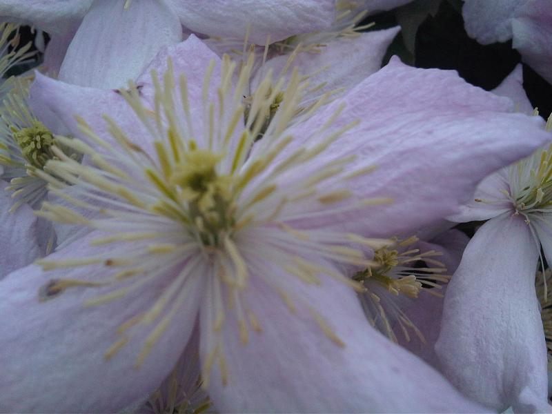 Clematis montana 'Alba'