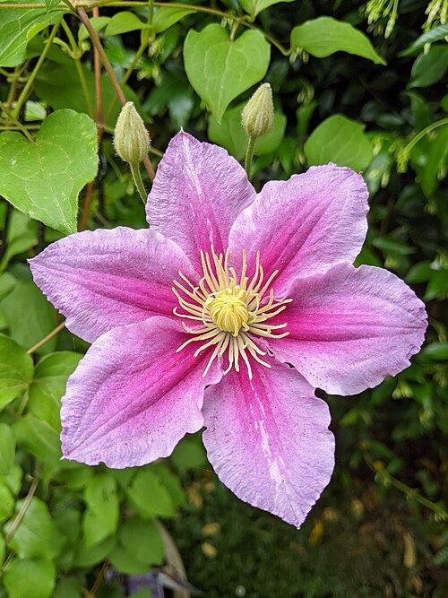 Clematis 'Piilu'