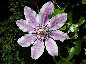Clematis tibetana tangutica