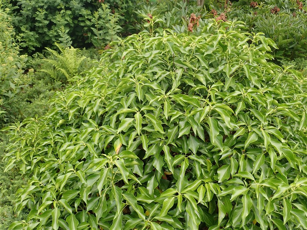 Hedera helix 'Arborescens'