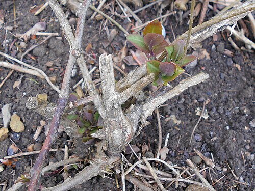 Lonicera periclymenum 'Serotina'