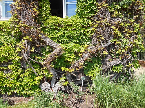 Parthenocissus tricuspidata 'Veitchii'