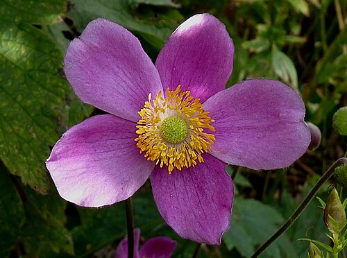 Anemone hupehensis 'Splendens'