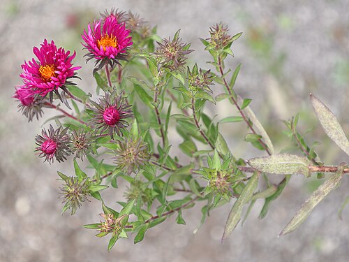 Aster novae-angliae 'Andenken an Alma Pötschke'