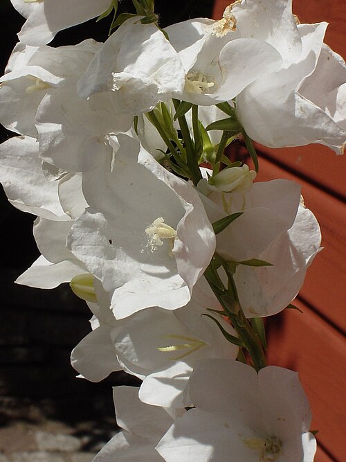 Campanula persicifolia 'Alba'