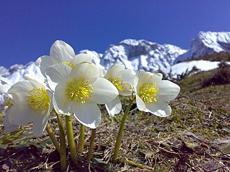 Helleborus niger