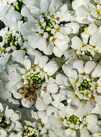 Iberis sempervirens 'Fischbeck'
