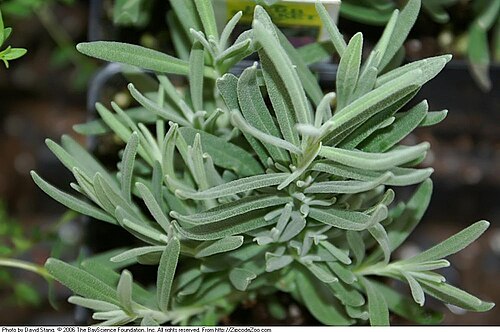 Lavandula angustifolia 'Hidcote'