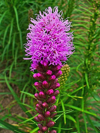 Liatris spicata