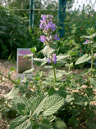 Nepeta faassenii