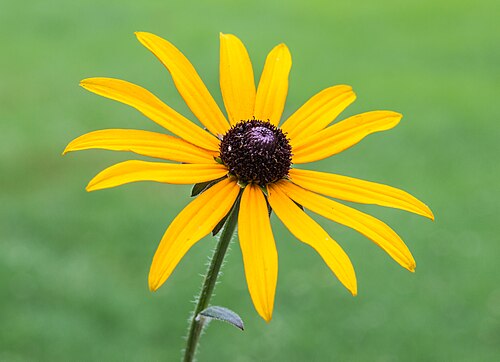 Rudbeckia fulgida 'Goldsturm'