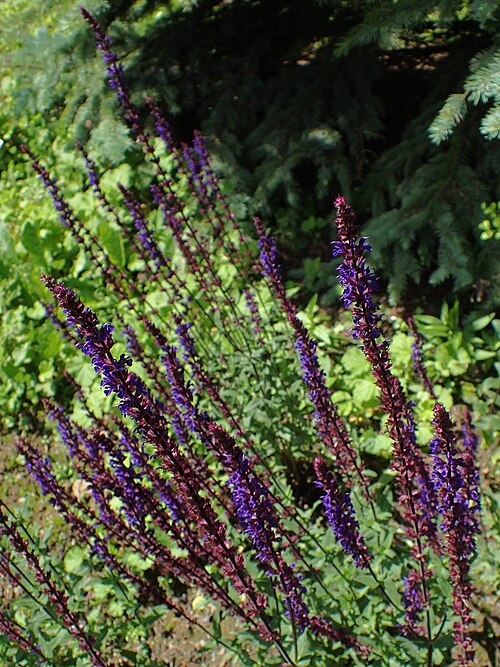 Salvia nemorosa 'Caradonna'