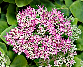 Sedum spectabile 'Iceberg'