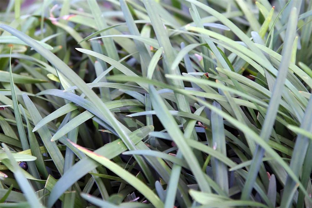 Liriope muscari 'Big Blue'
