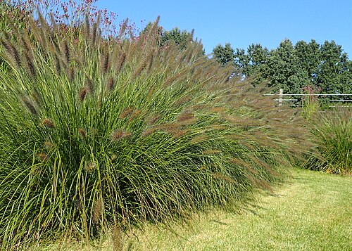 Pennisetum alopecuroides 'Hameln'