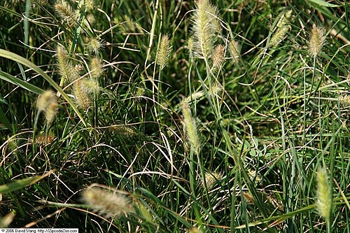 Pennisetum alopecuroides 'Little Bunny'